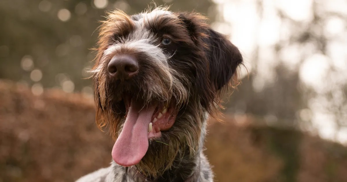 10-mind-blowing-facts-about-german-roughhaired-pointer