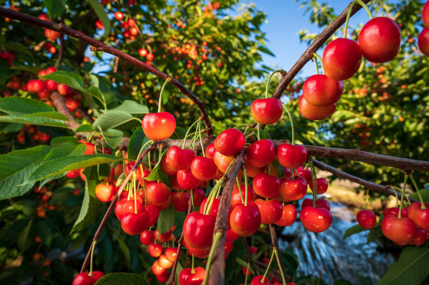 10-rainier-cherries-nutritional-facts
