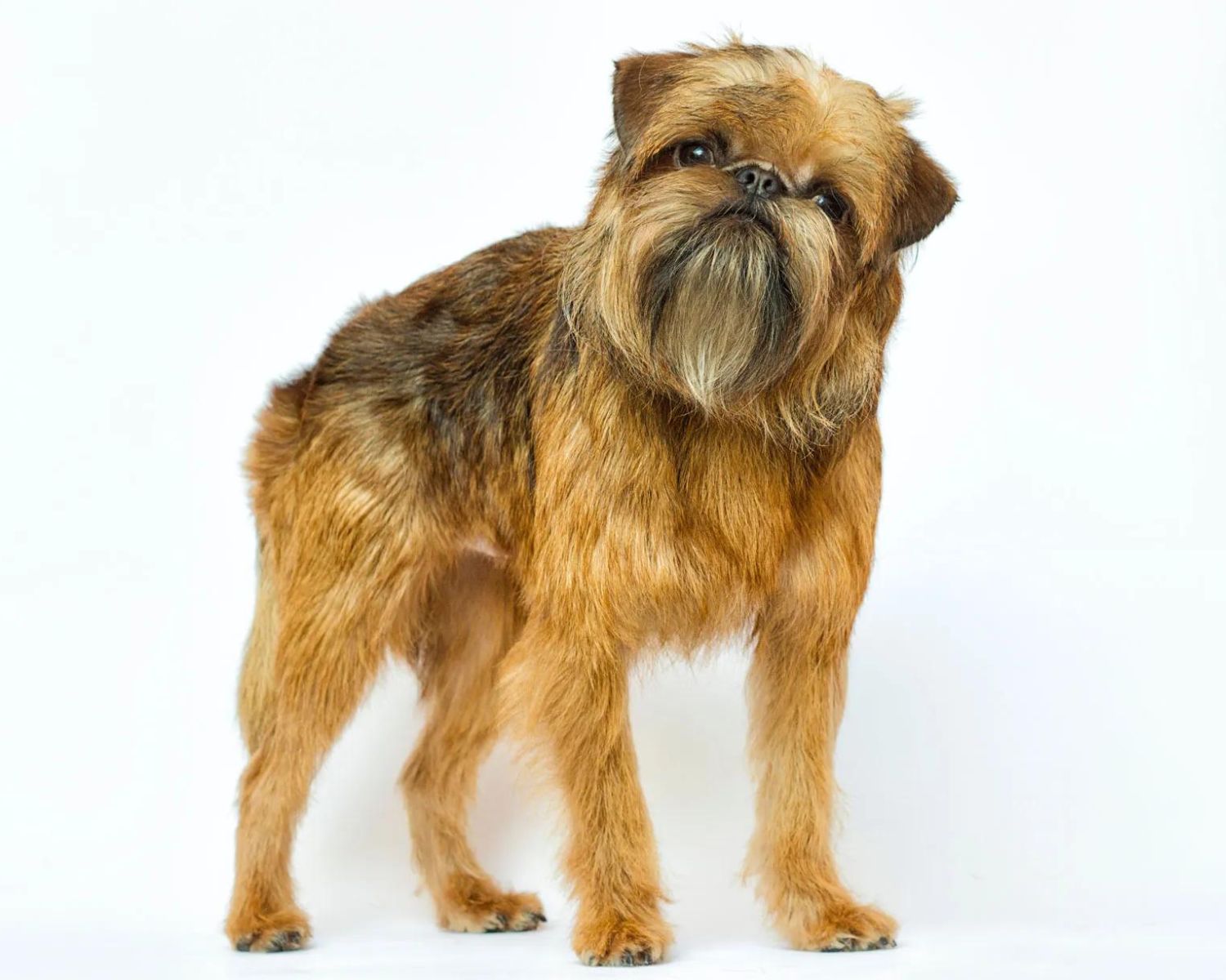 10-surprising-facts-about-brussels-griffon