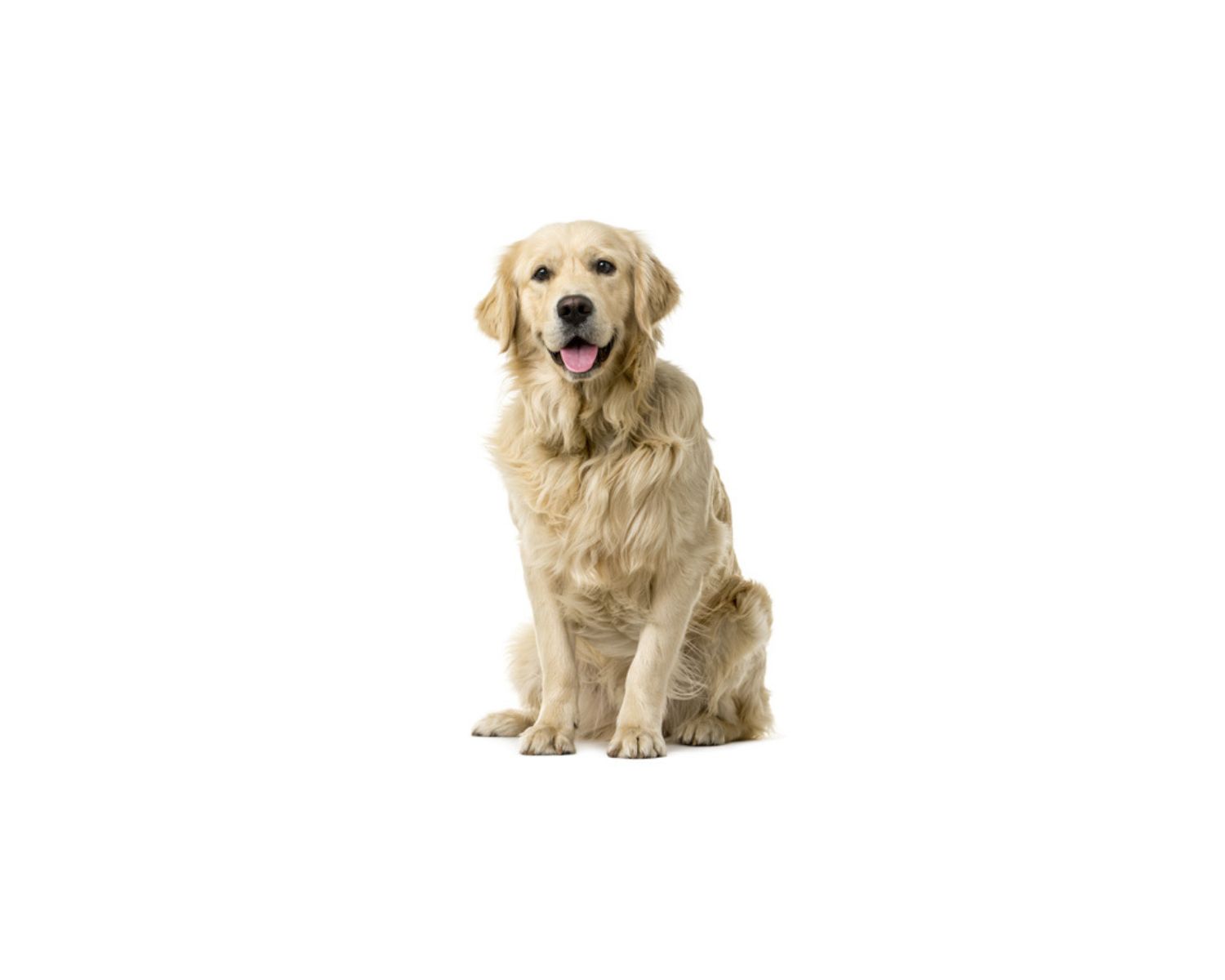 Golden Retriever: Pictures, Facts, Care & More – Dogster
