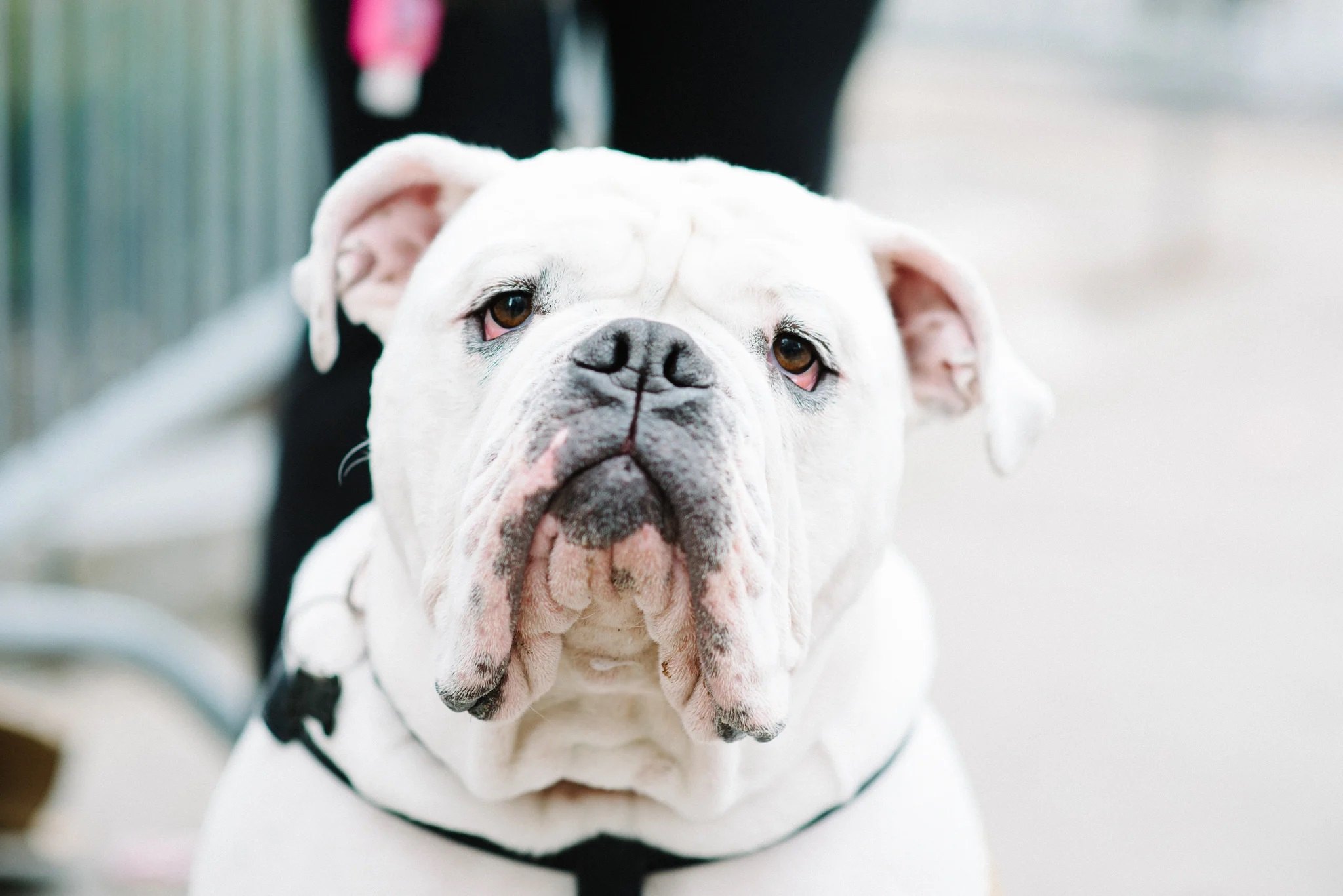 10-surprising-facts-about-white-english-bulldog
