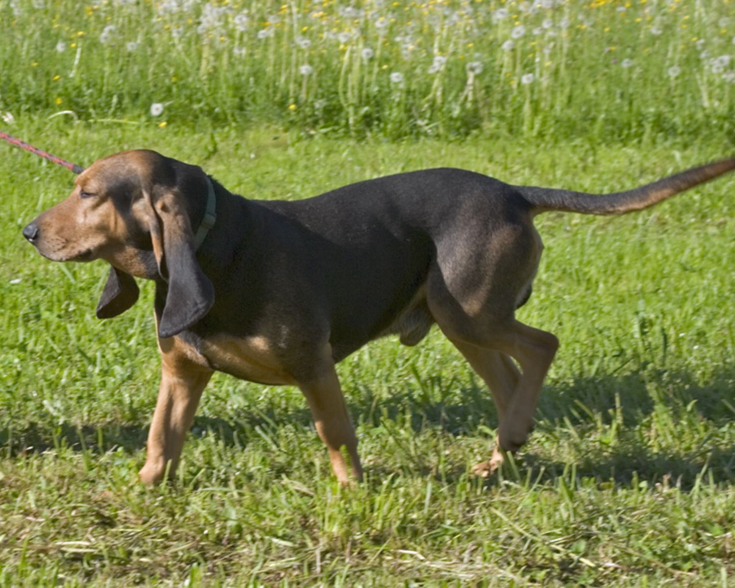 11-captivating-facts-about-bruno-jura-hound