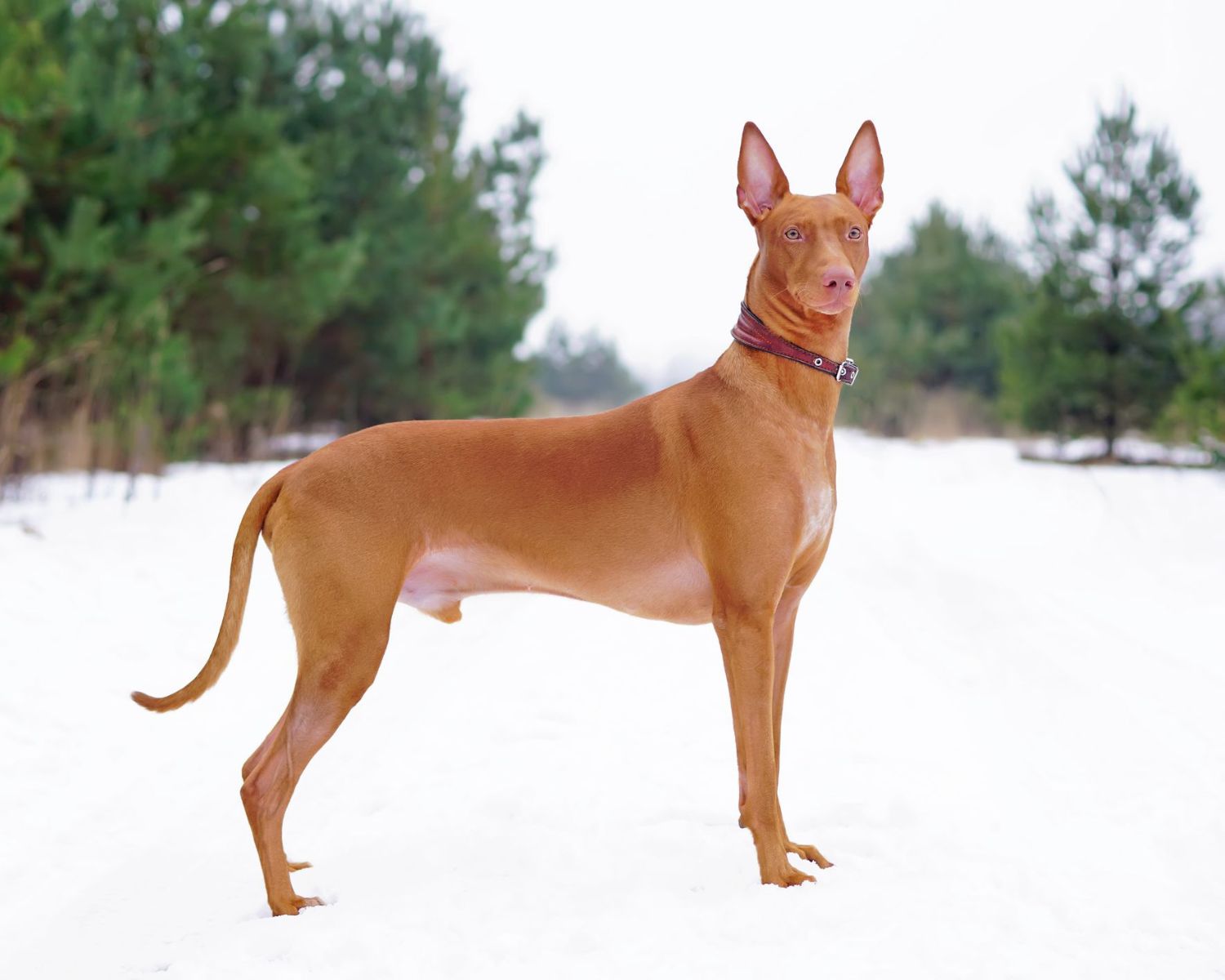 11-captivating-facts-about-pharaoh-hound