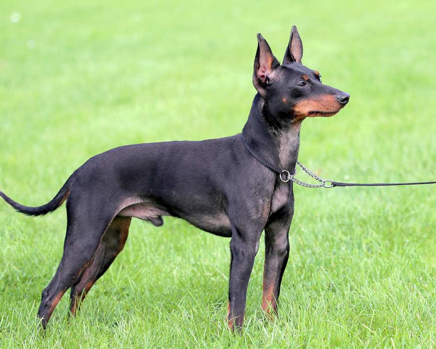 11-captivating-facts-about-toy-manchester-terrier