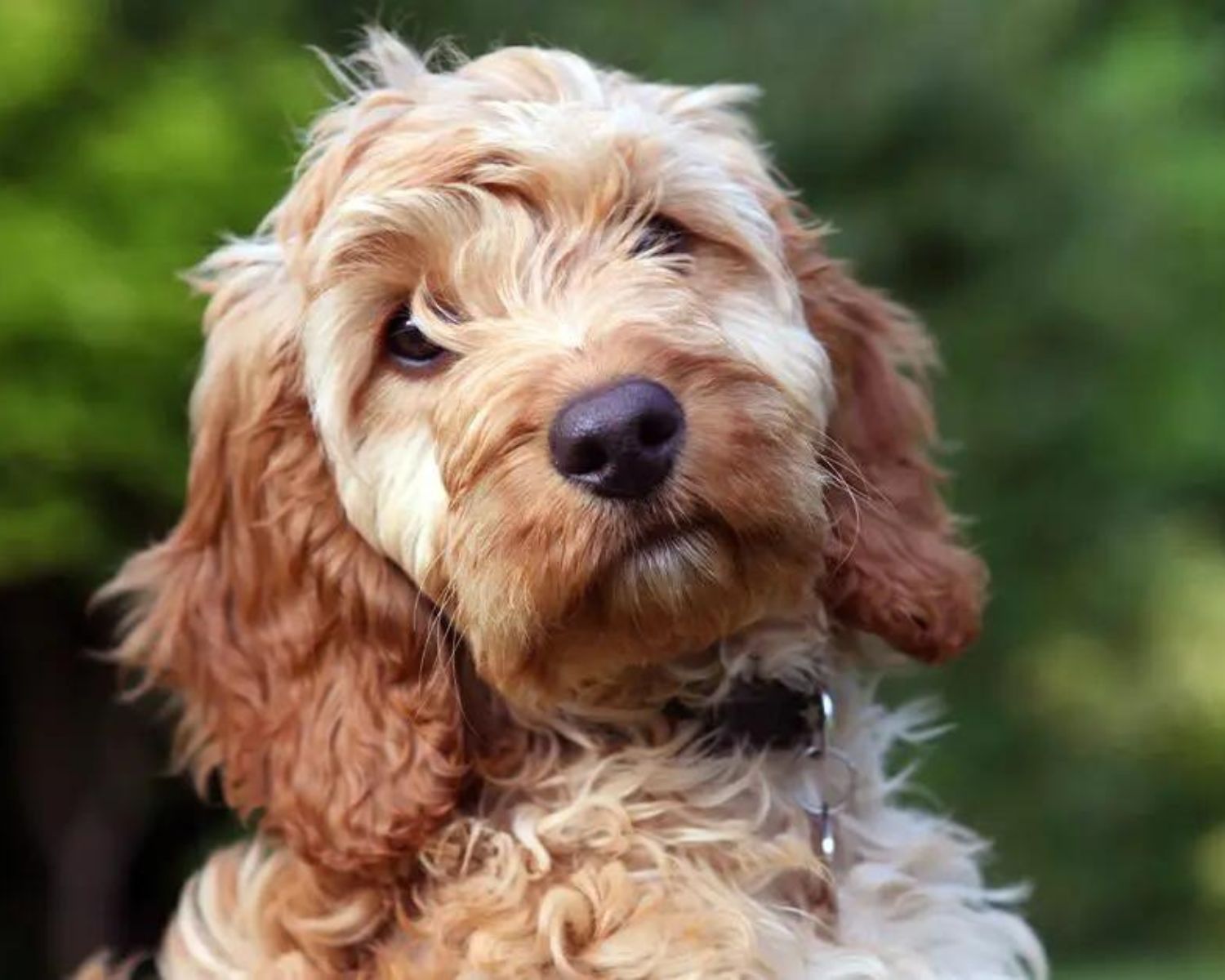 11-extraordinary-facts-about-cockapoo