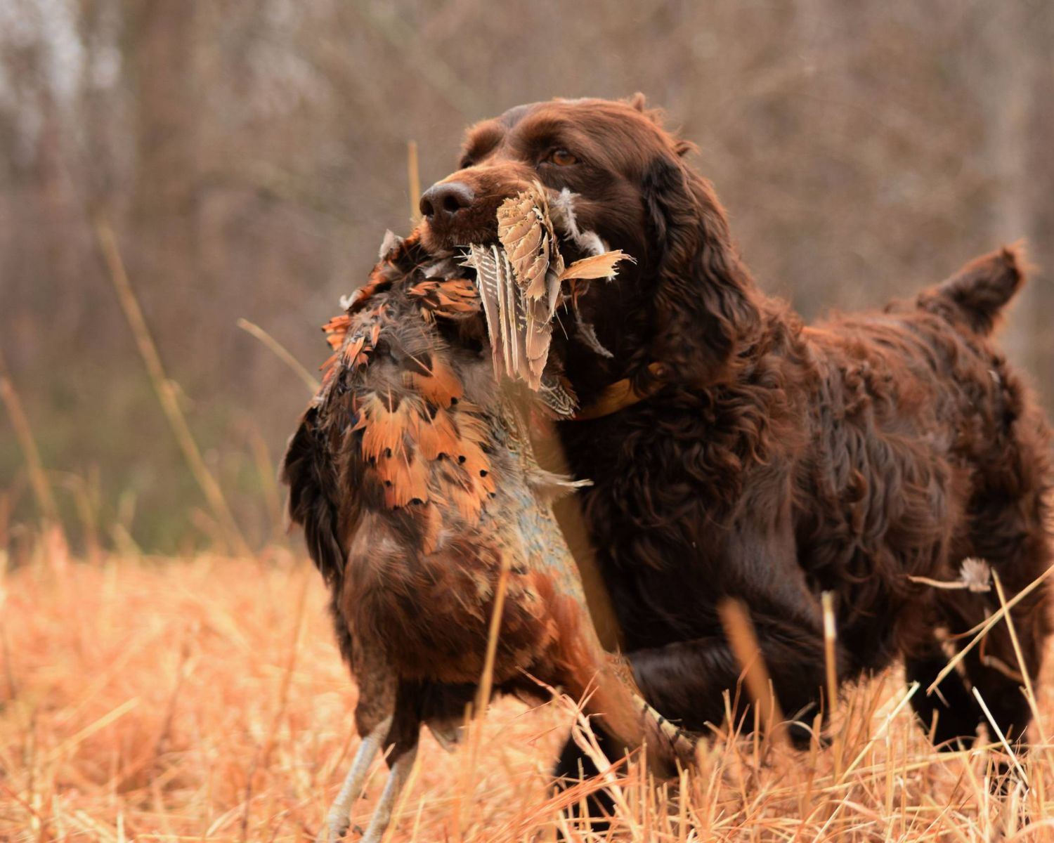 11-fascinating-facts-about-boykin-spaniel