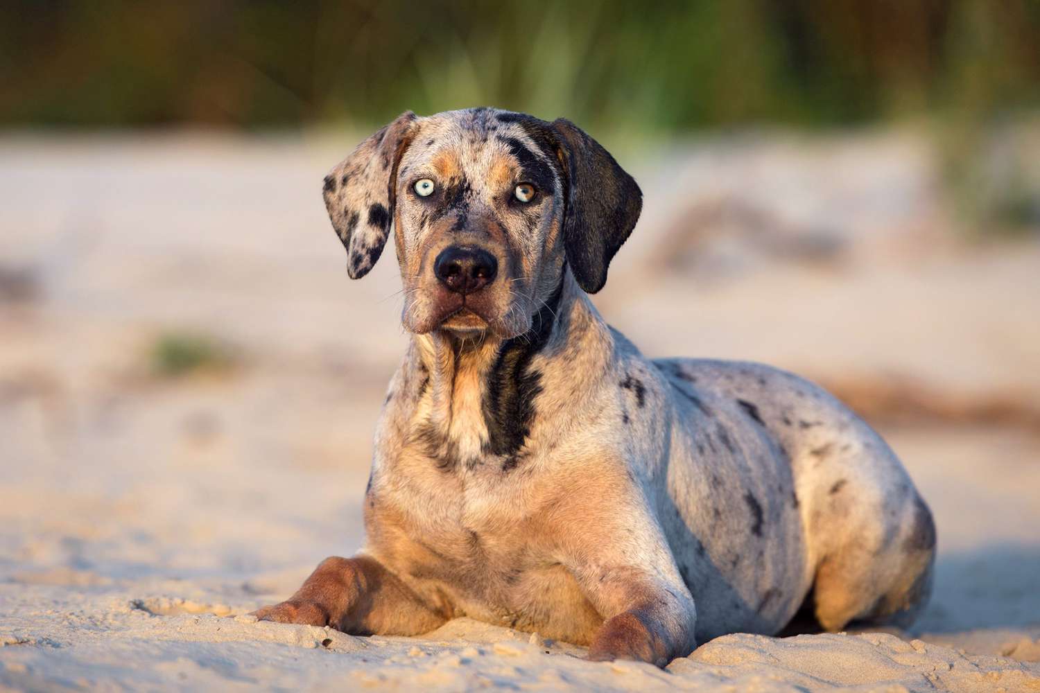 11-fascinating-facts-about-catahoula-leopard-dog