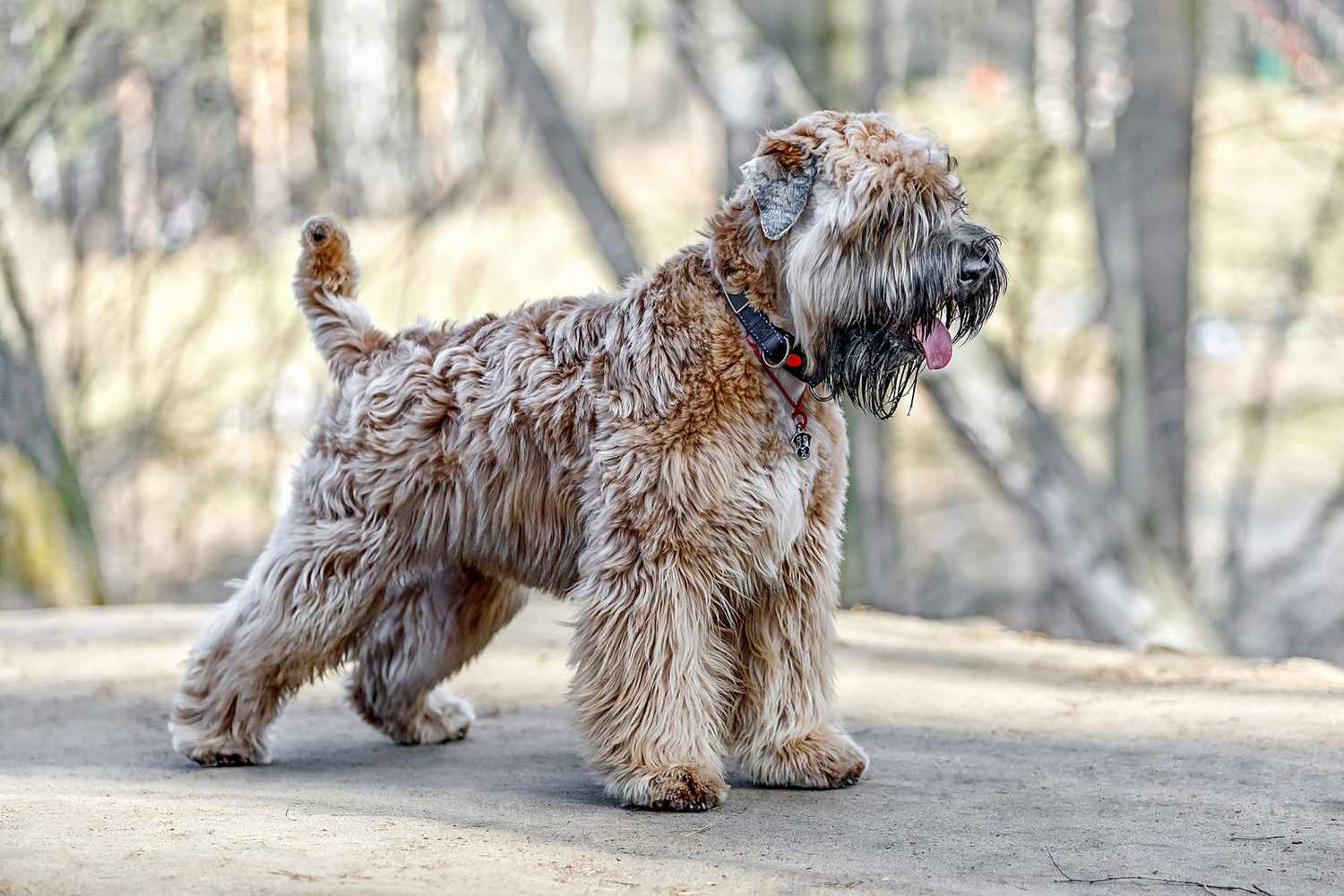 11-fascinating-facts-about-soft-coated-wheaten-terrier