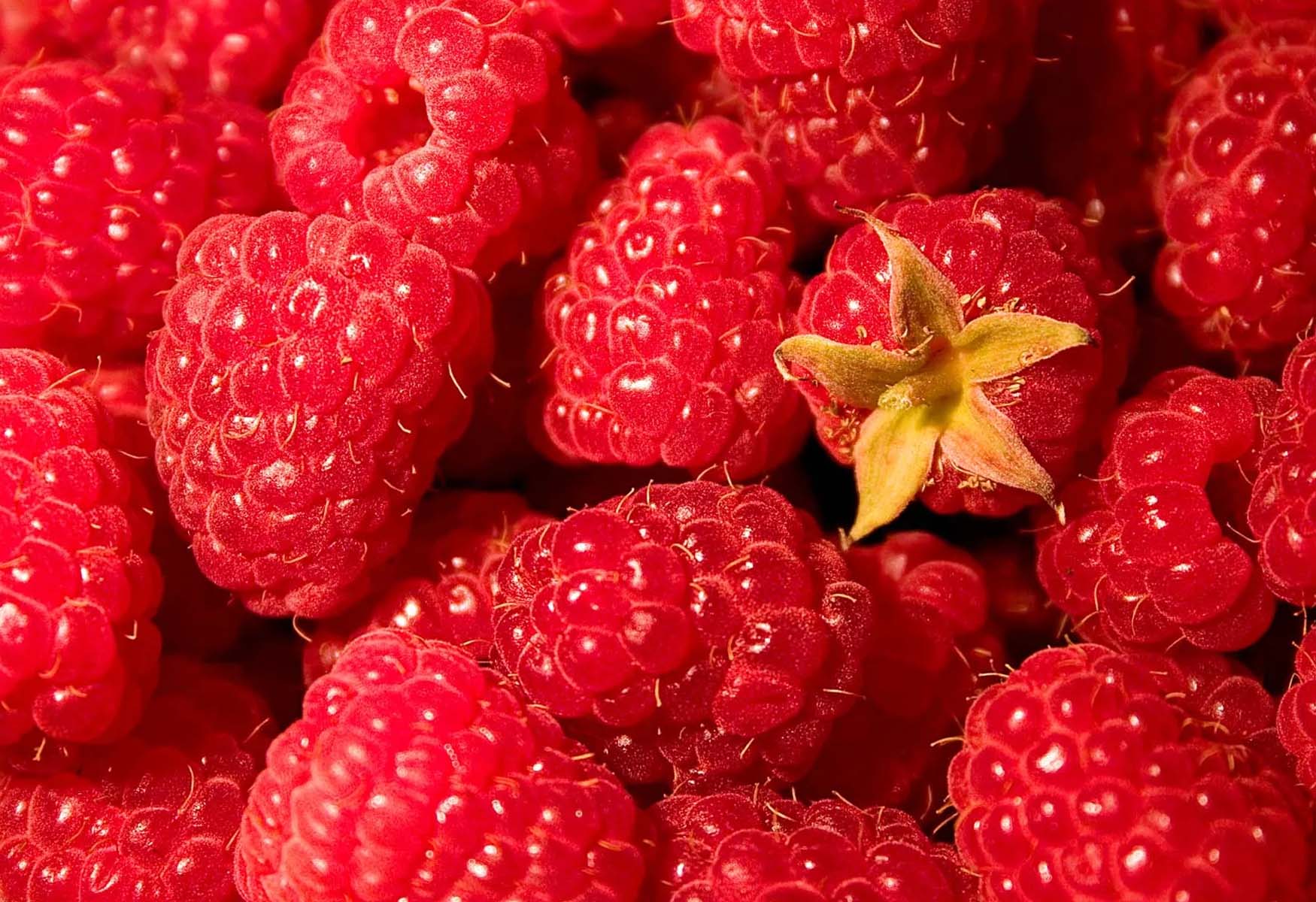 11-fun-facts-about-raspberries