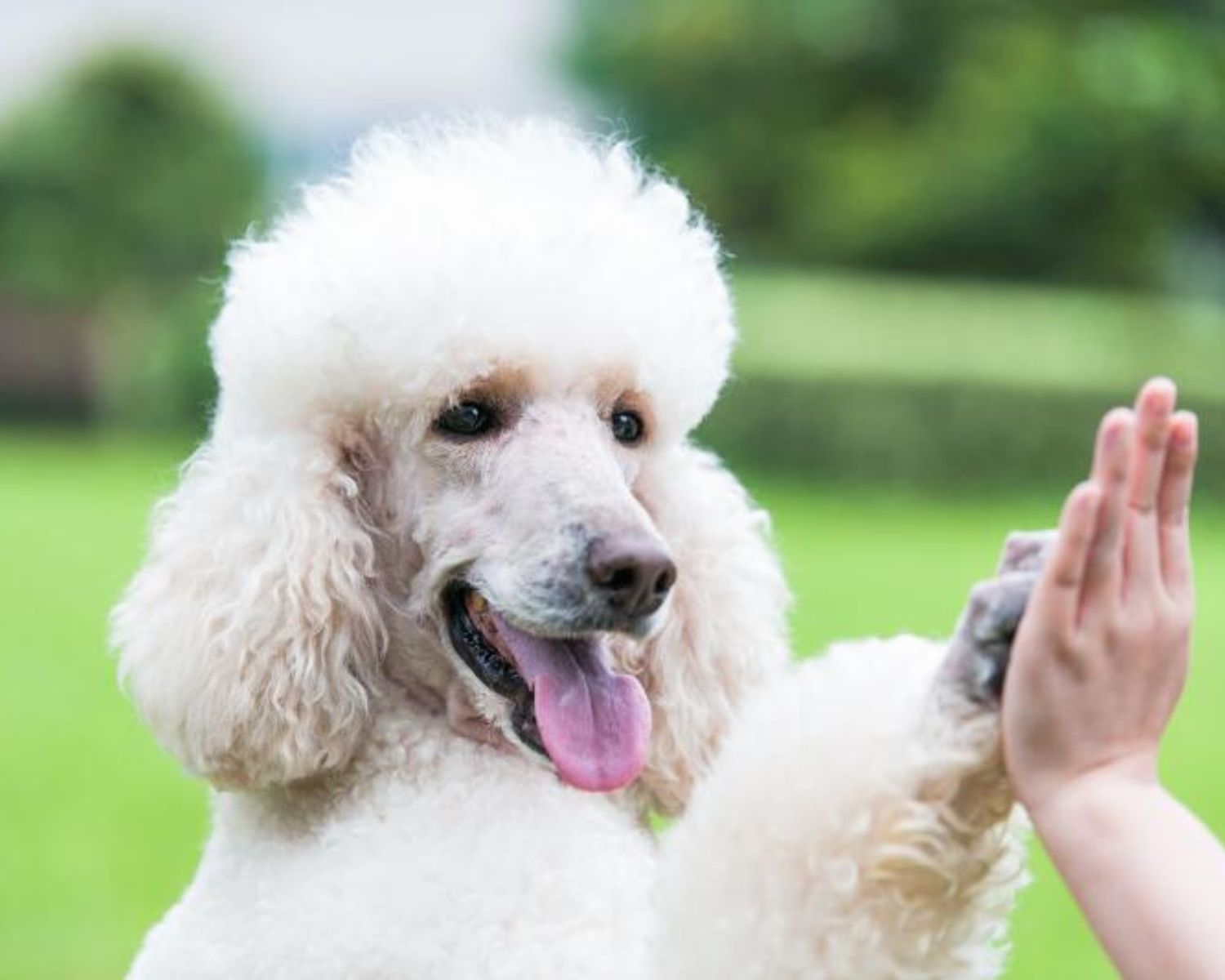 11-intriguing-facts-about-poodle