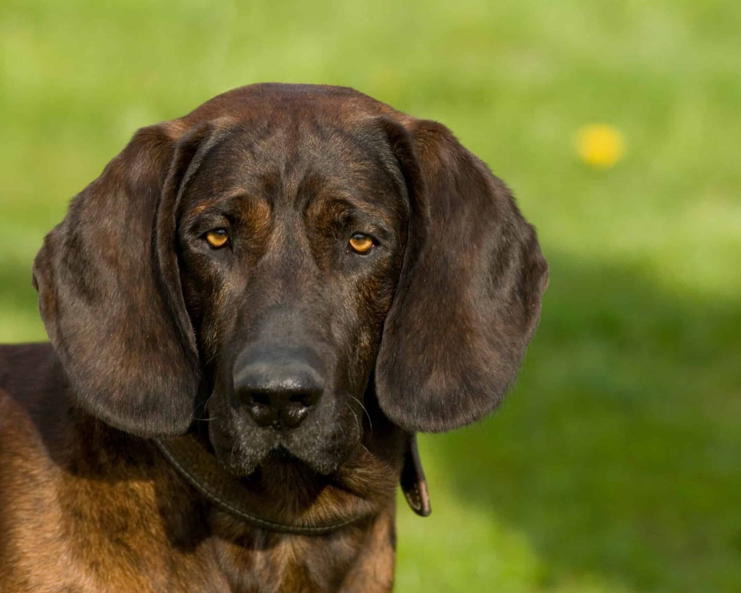 11-mind-blowing-facts-about-hanover-hound