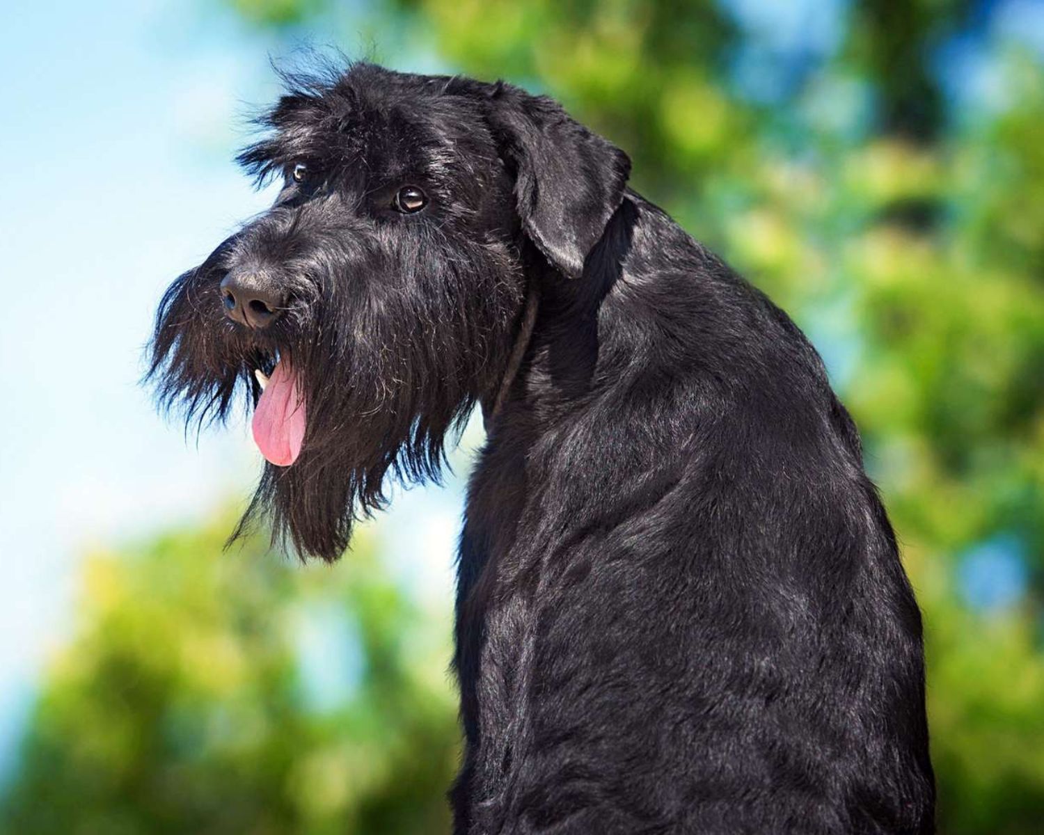 12 Astounding Facts About Giant Schnauzer 