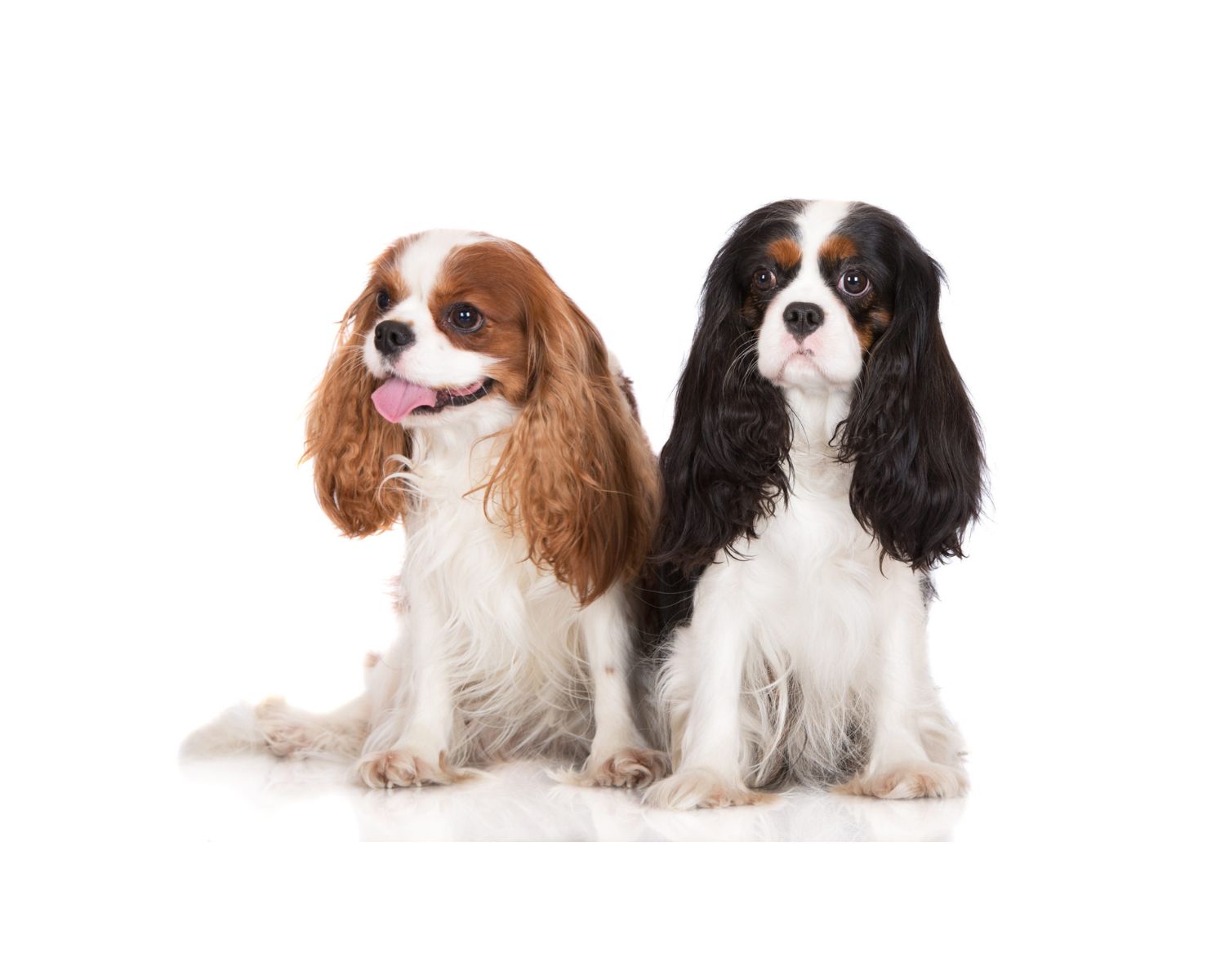 12-astounding-facts-about-king-charles-spaniel