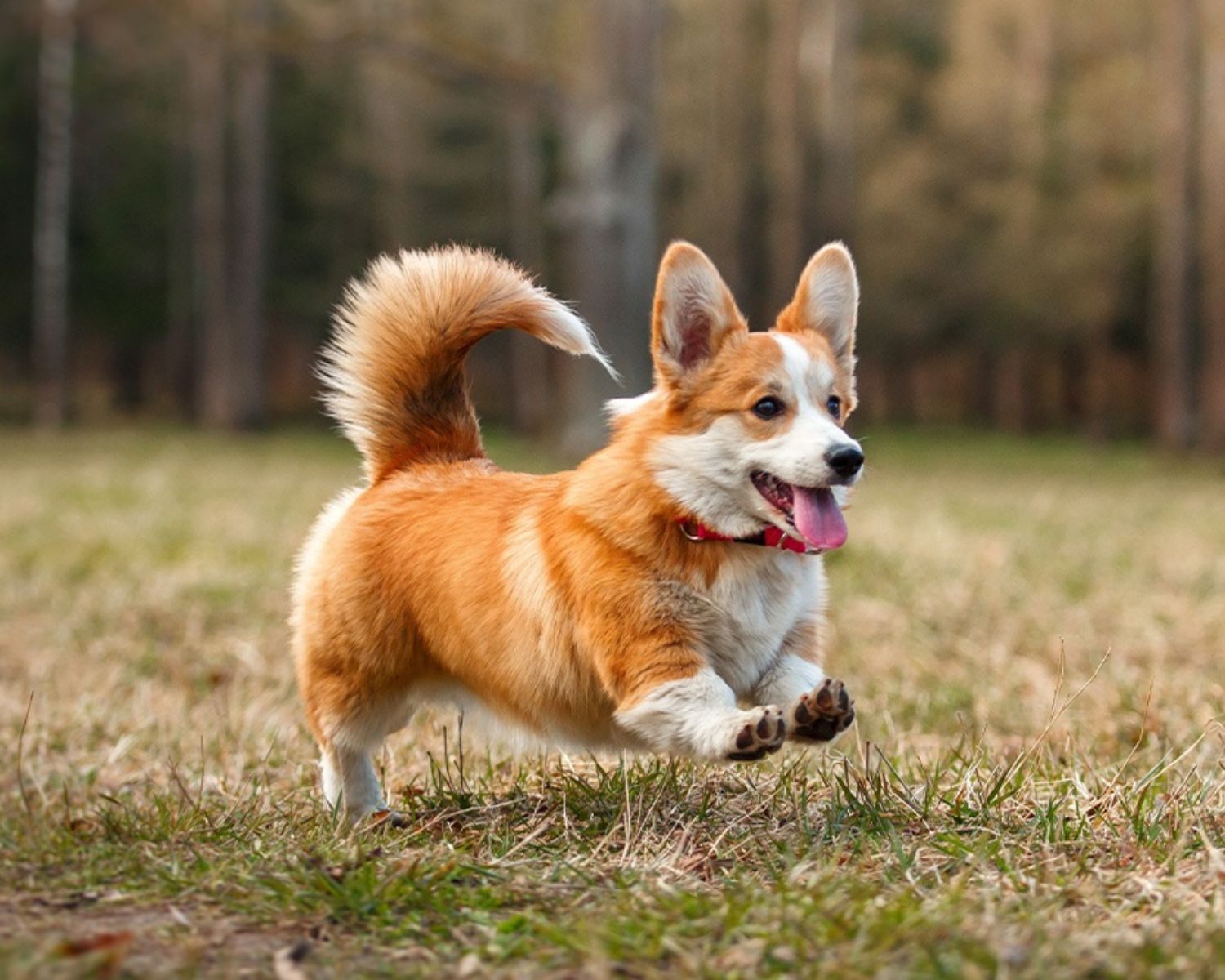 32 Facts About Corgi Facts 32 Facts About Corgi Facts