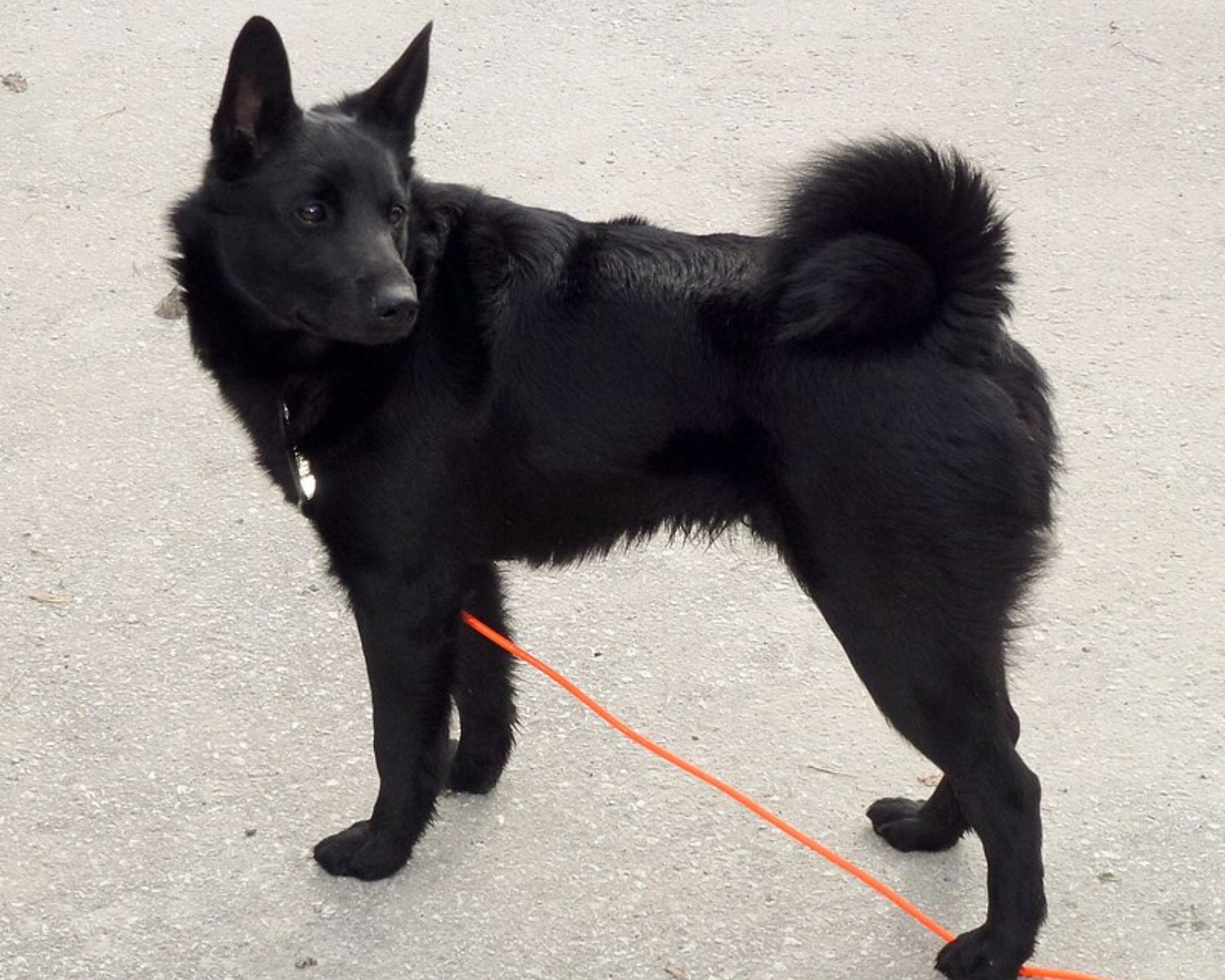 12-captivating-facts-about-black-norwegian-elkhound