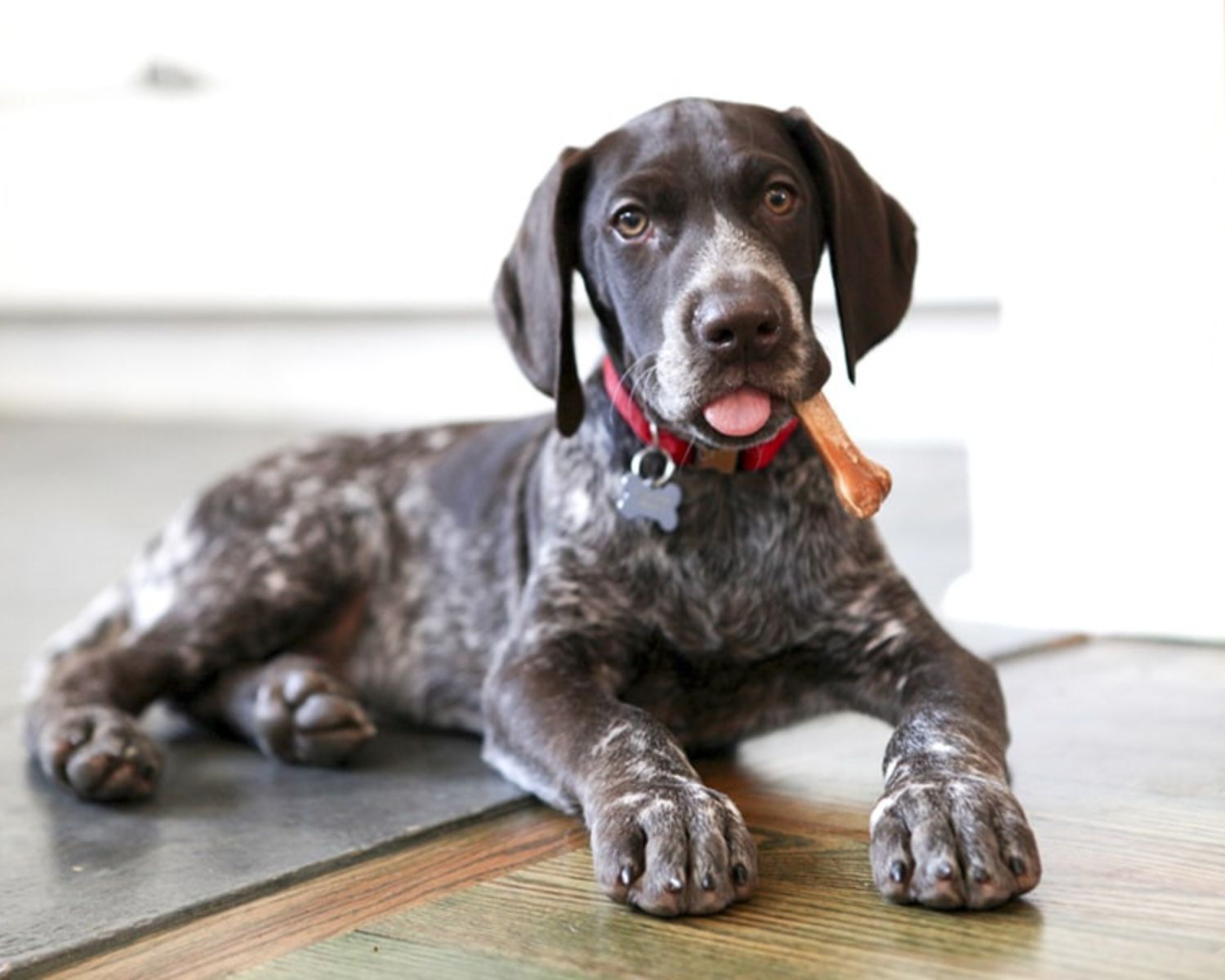 12 Captivating Facts About German Shorthaired Pointer - Facts.net