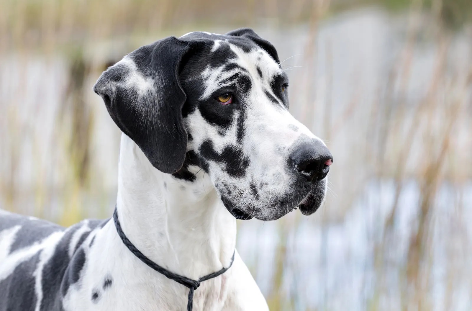 12-captivating-facts-about-great-dane