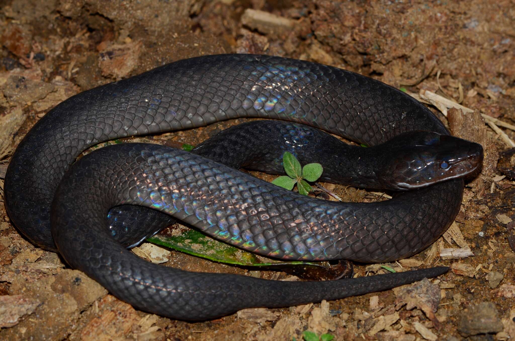 12-captivating-facts-about-gunthers-black-snake