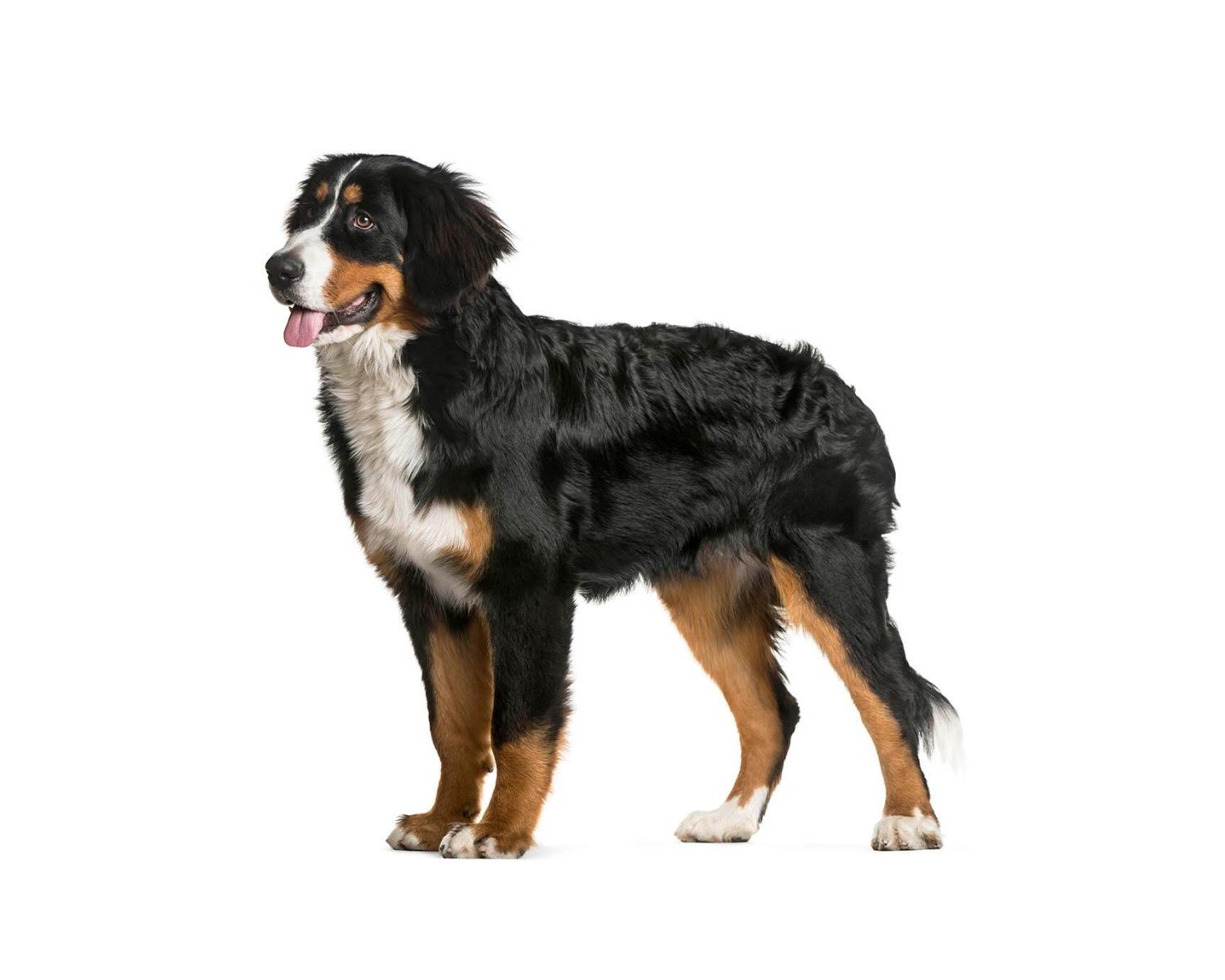 12-enigmatic-facts-about-bernese-mountain-dog