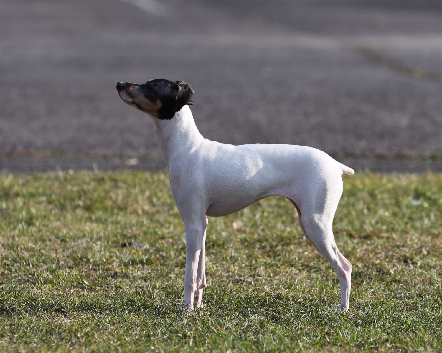 12-enigmatic-facts-about-japanese-terrier