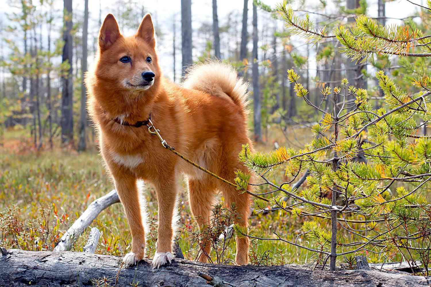 12-fascinating-facts-about-finnish-spitz
