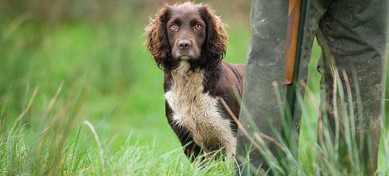12-fascinating-facts-about-german-spaniel