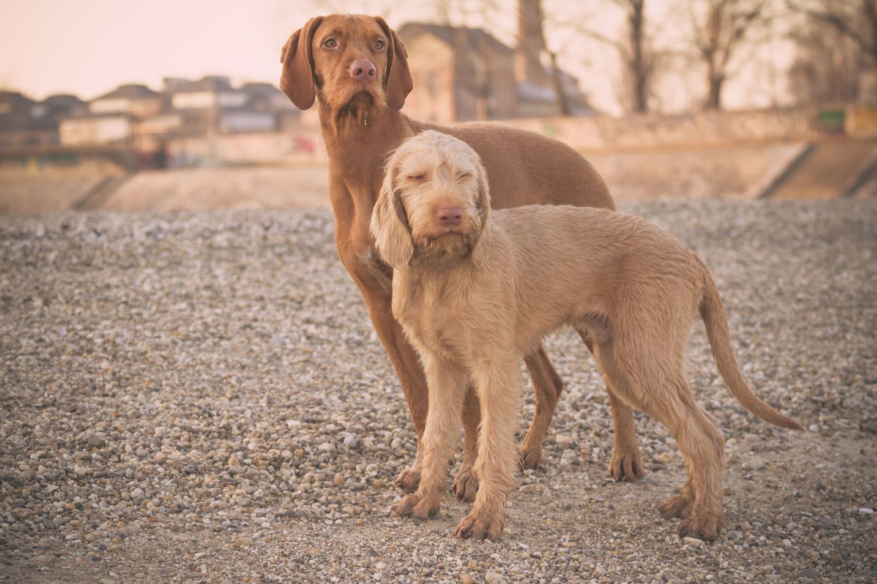12-fascinating-facts-about-wirehaired-vizsla