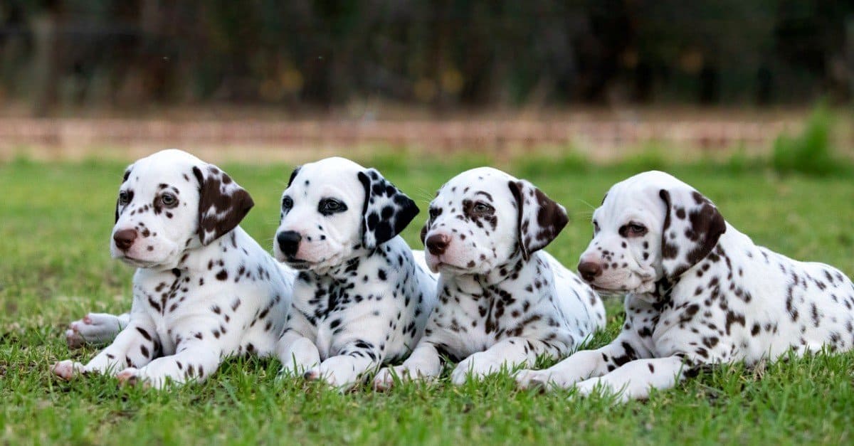 12-intriguing-facts-about-dalmatian