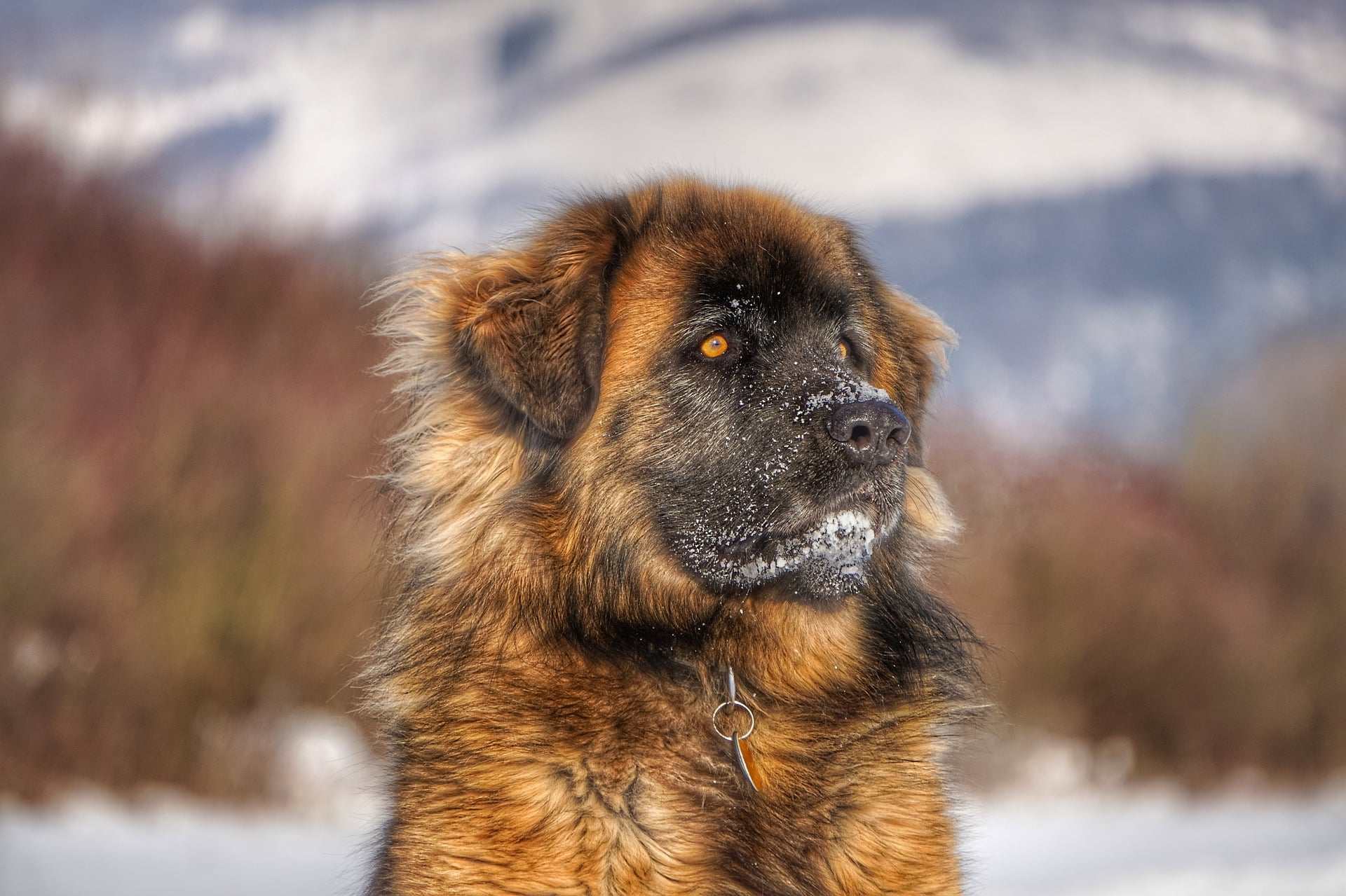 12-intriguing-facts-about-leonberger