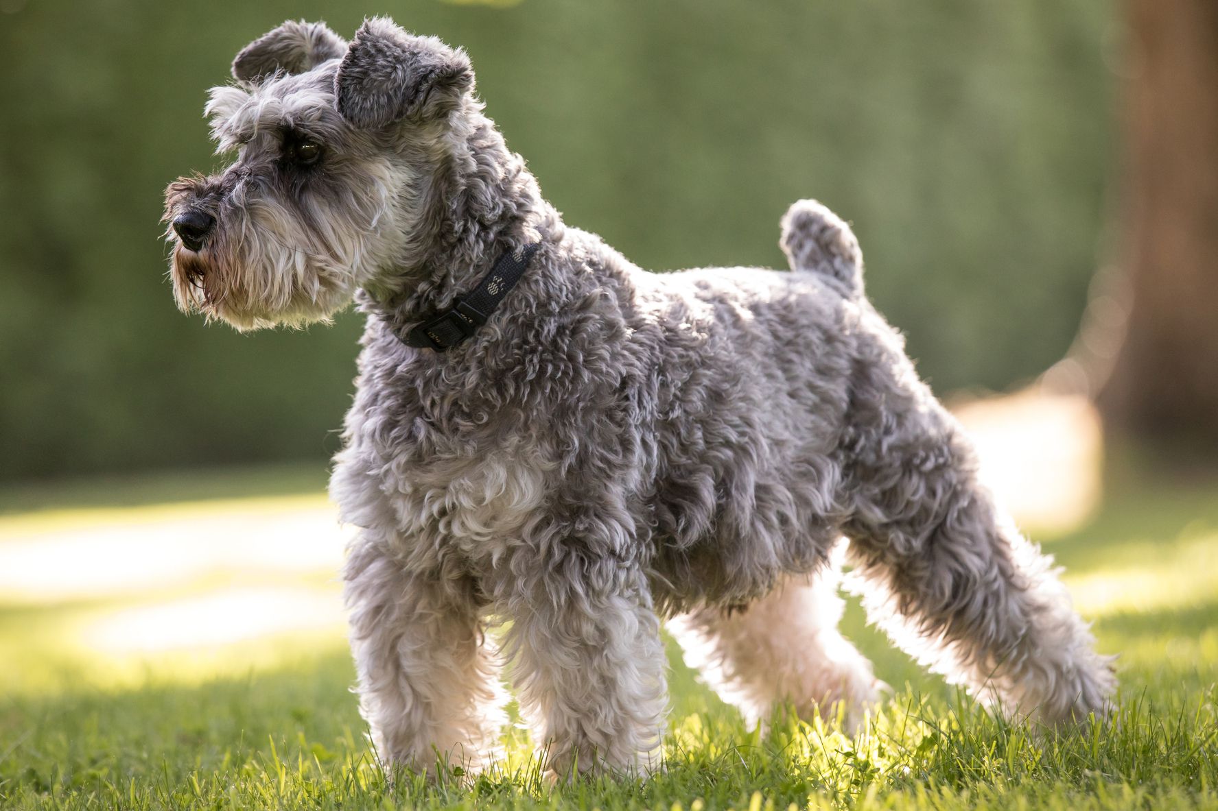 12-mind-blowing-facts-about-miniature-schnauzer