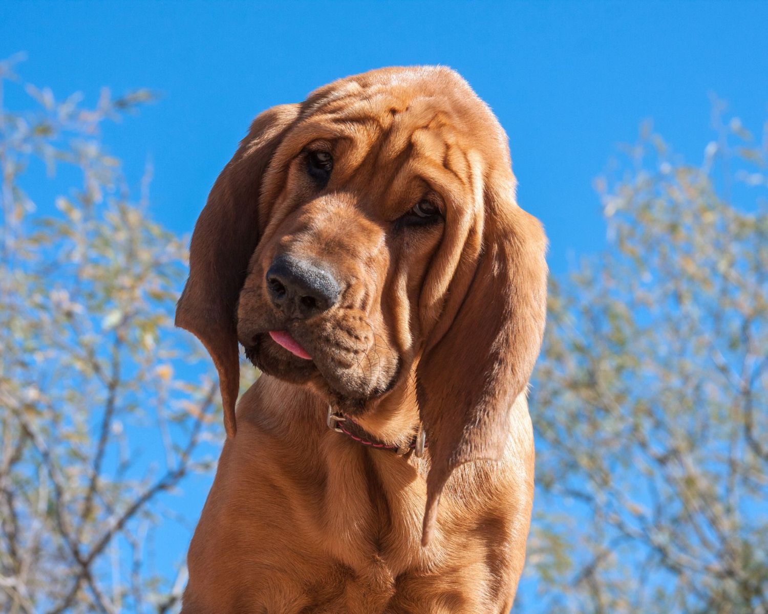 12-surprising-facts-about-bloodhound