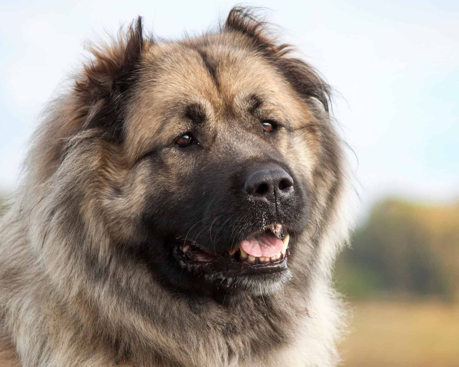 12-surprising-facts-about-caucasian-shepherd-dog