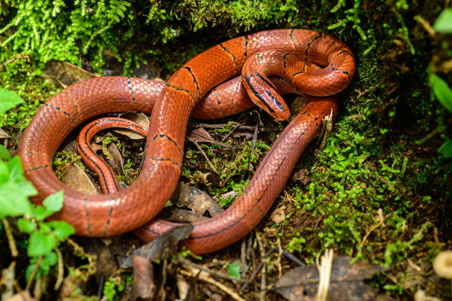 One Does Not Look Like the Other: The Red Rat Snakes of the Conservancy, by Conservancy of SWFL, Environmental Education