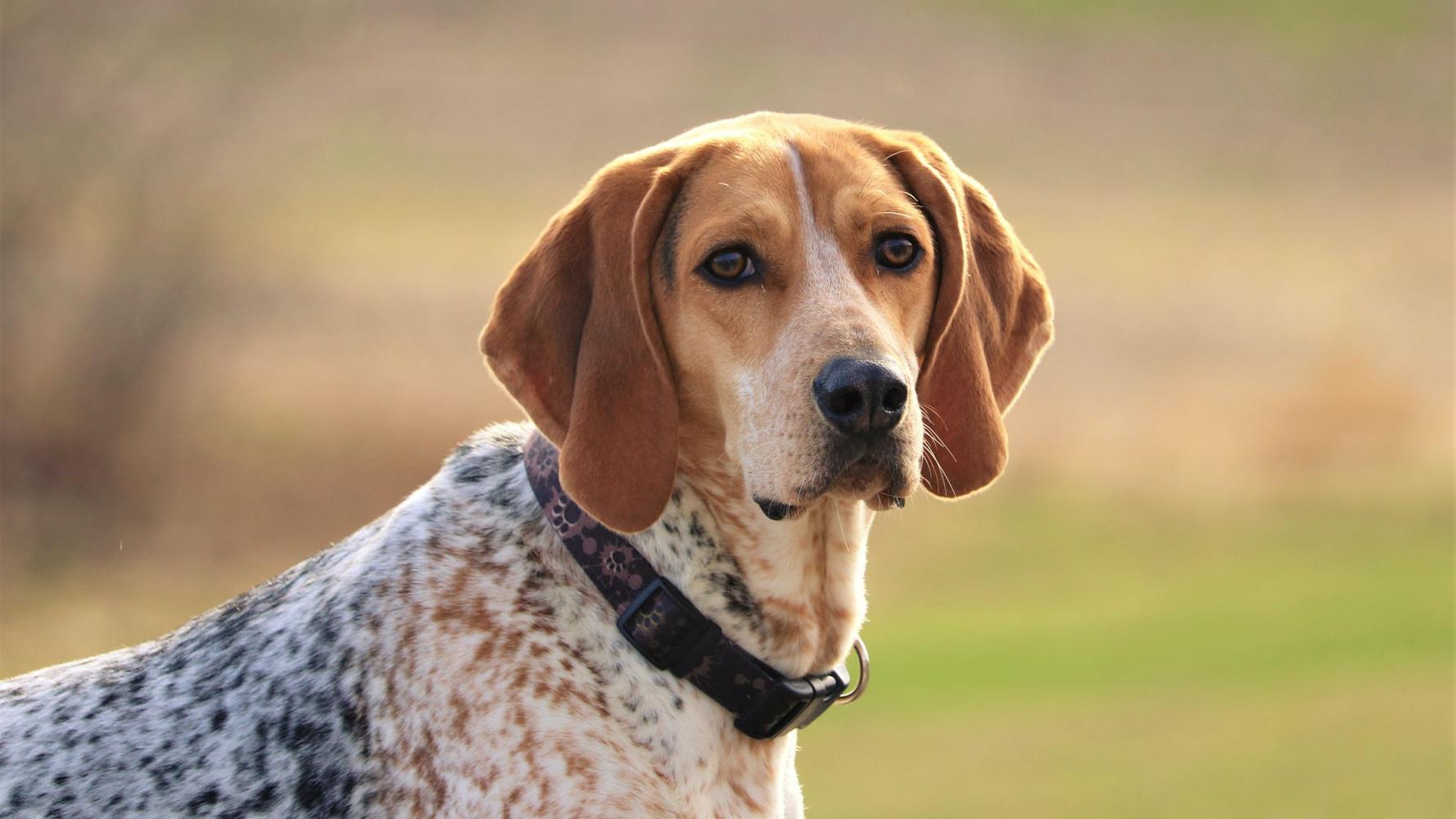 13-astonishing-facts-about-english-coonhound
