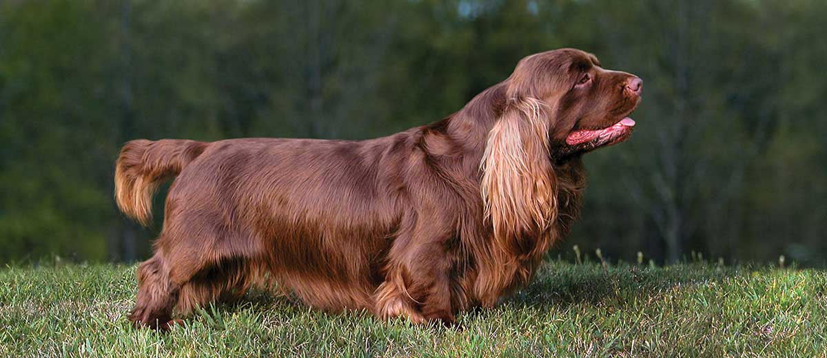 13-astonishing-facts-about-sussex-spaniel
