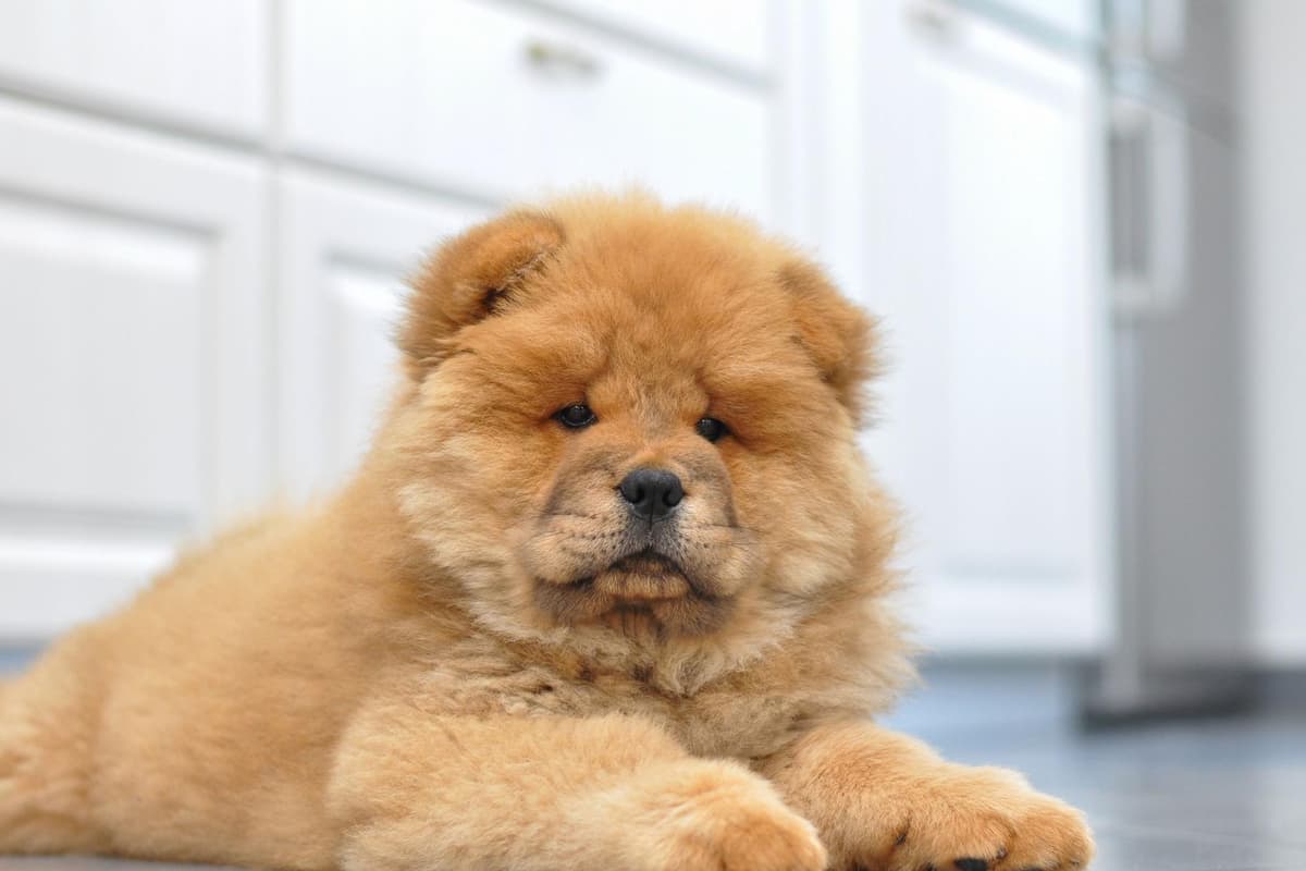 13-astounding-facts-about-chow-chow