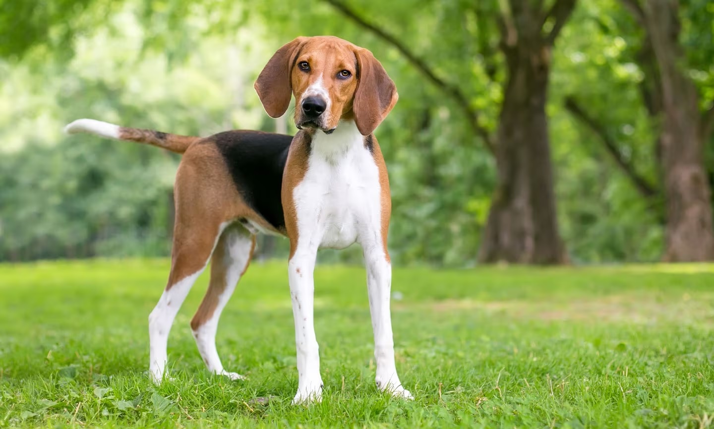 13-captivating-facts-about-american-foxhound