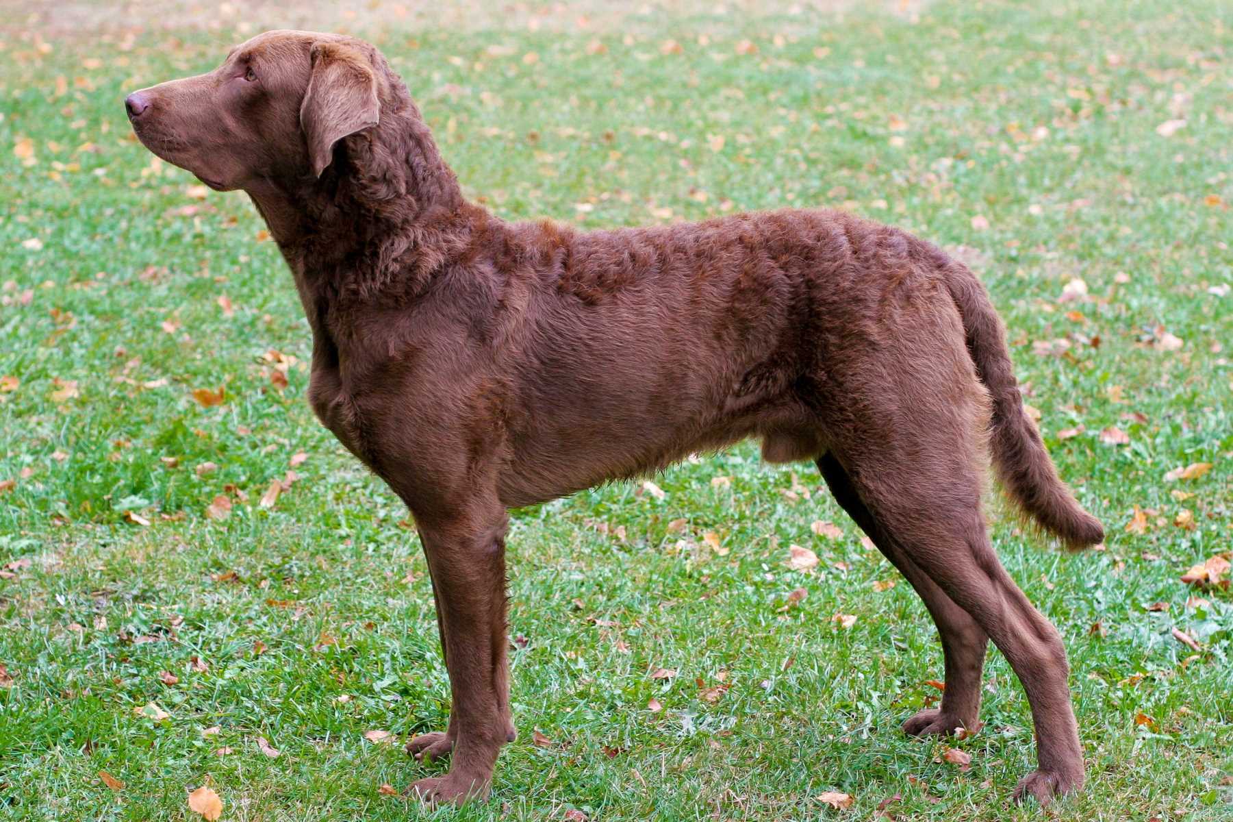 13-captivating-facts-about-chesapeake-bay-retriever