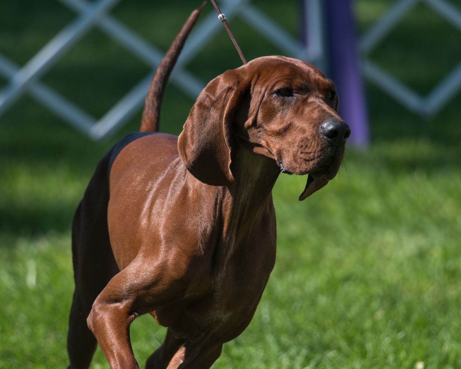 13-captivating-facts-about-coonhound-redbone-black-and-tan-etc