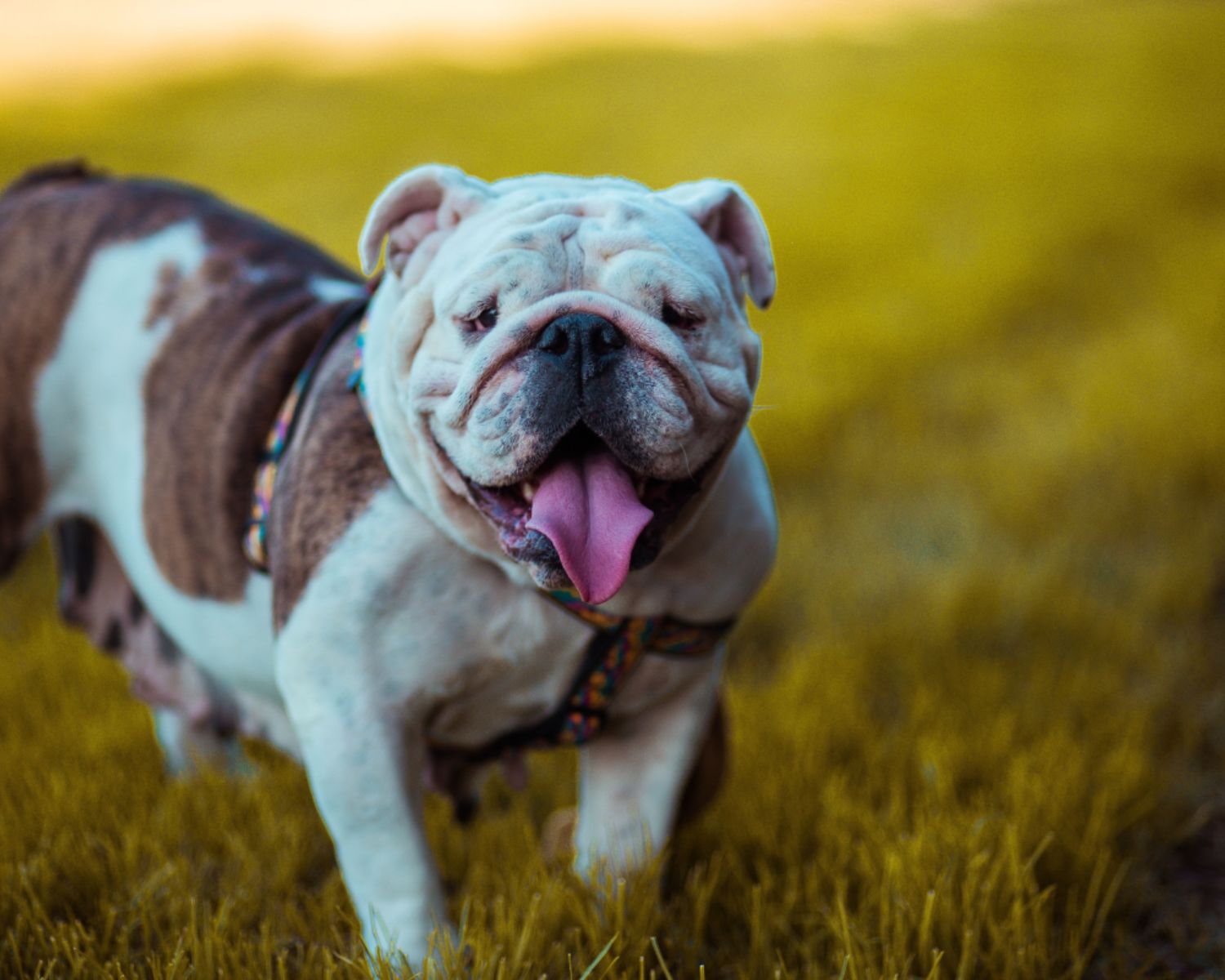 13-captivating-facts-about-olde-english-bulldogge