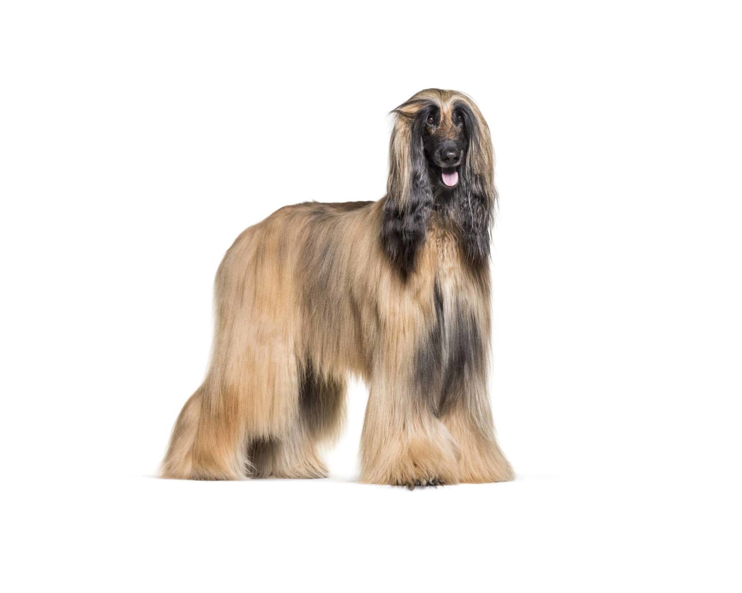 13-enigmatic-facts-about-afghan-hound