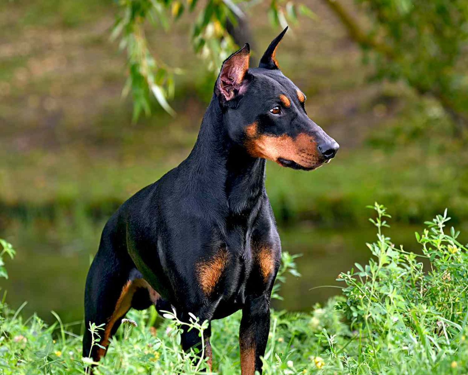 13-enigmatic-facts-about-german-pinscher