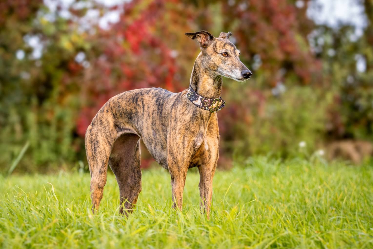 13-enigmatic-facts-about-whippet