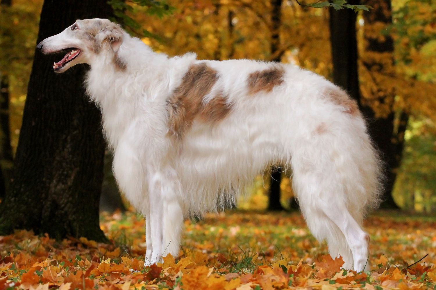 13-extraordinary-facts-about-borzoi