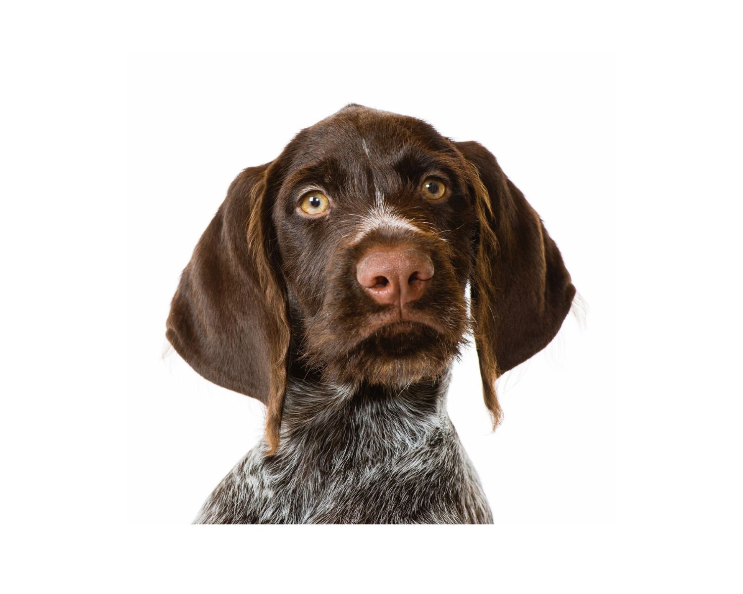 13-extraordinary-facts-about-german-wirehaired-pointer