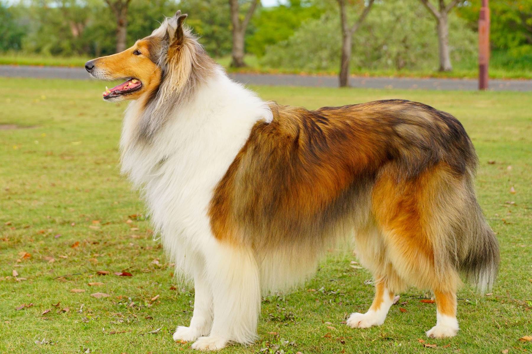 13-extraordinary-facts-about-rough-collie