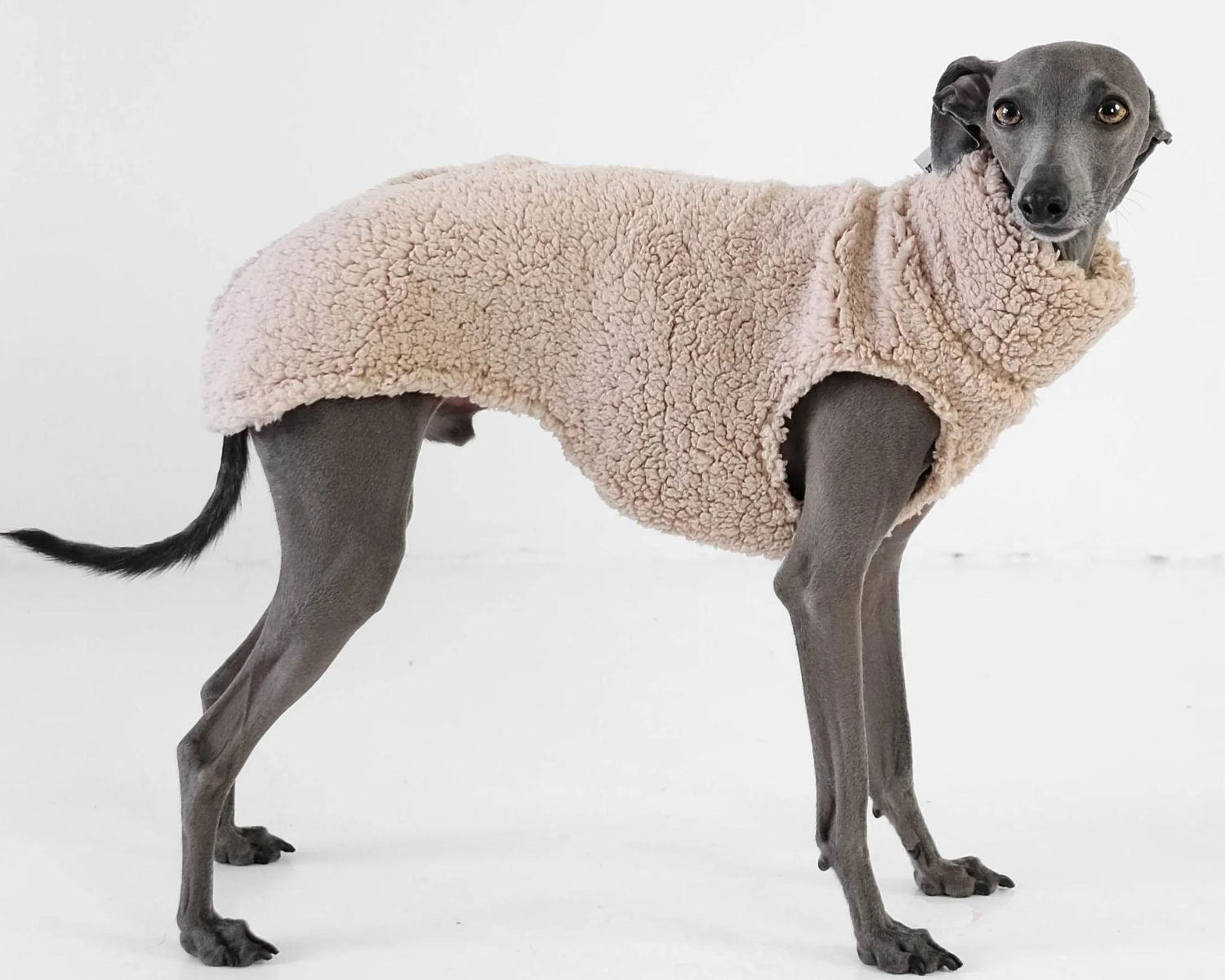 13-fascinating-facts-about-italian-greyhound