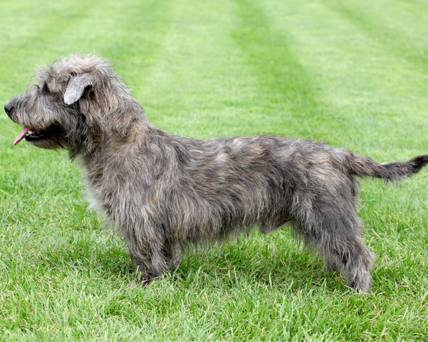 14-astonishing-facts-about-glen-of-imaal-terrier