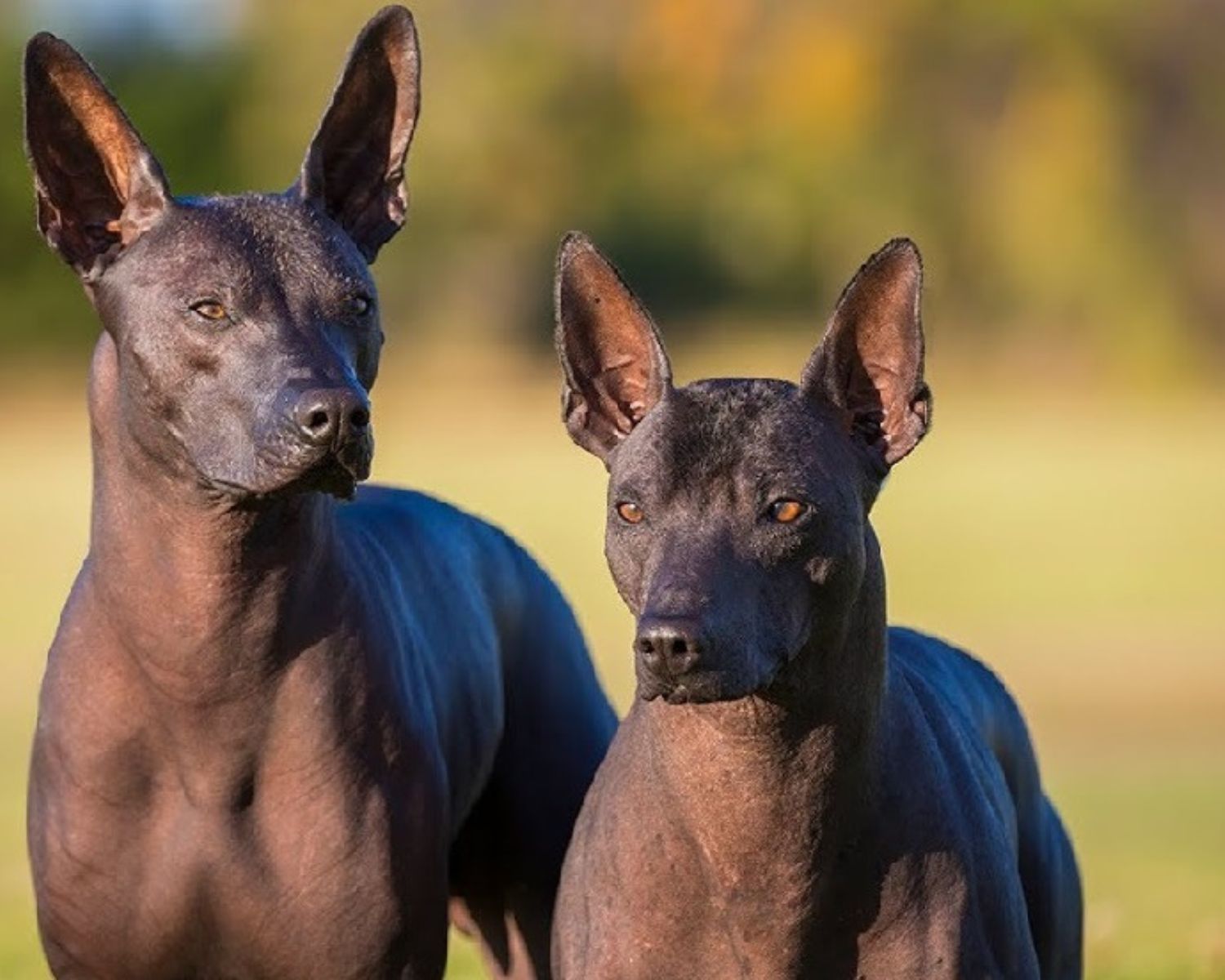 14-astonishing-facts-about-mexican-hairless-dog-xoloitzcuintli