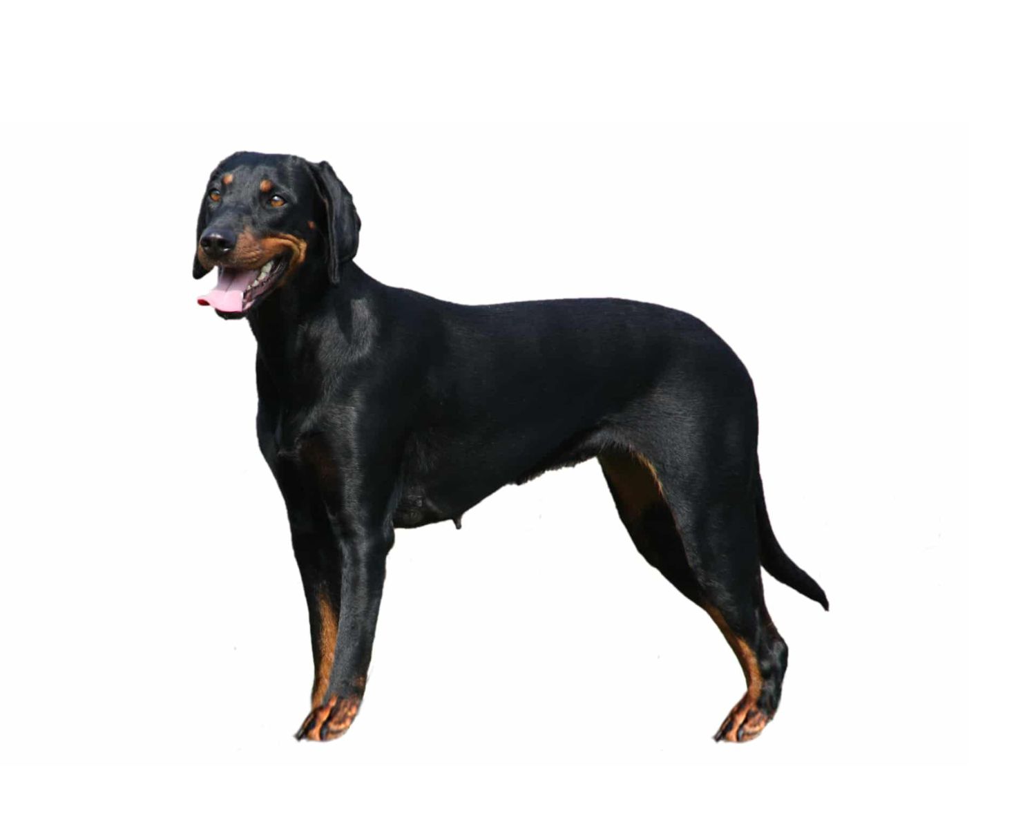14-astounding-facts-about-austrian-black-and-tan-hound